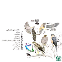 گونه قرقی Eurasian Sparrowhawk